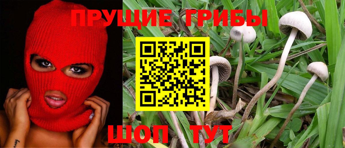Соль-Илецк  Псилоцибиновые грибы мицелий  Галлюциногенные грибы Psilocybe  купить наркоту  Вход с VPN 